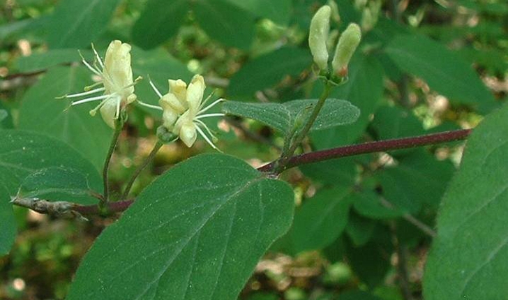 Lonicera xylosteum L.