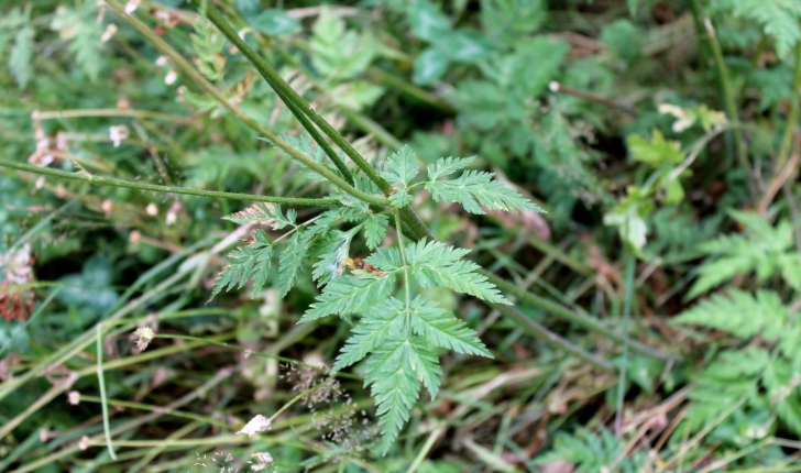 Chaerophyllum hirsutum (L.1753)