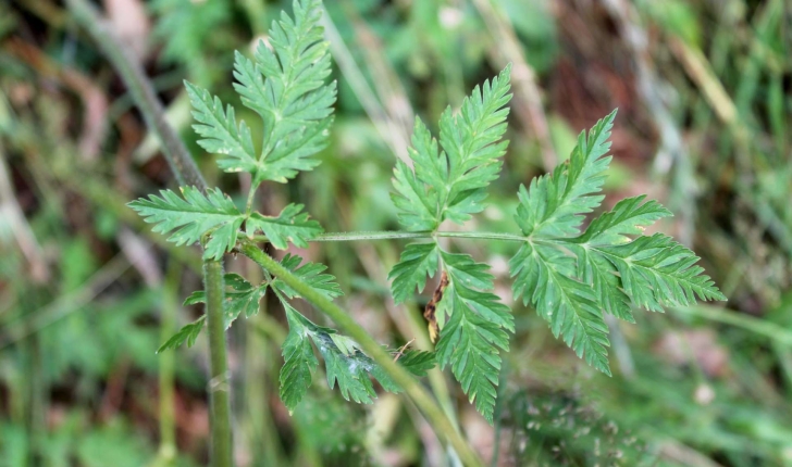 Chaerophyllum hirsutum (L.1753)