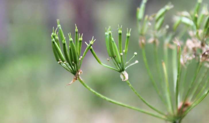 Chaerophyllum hirsutum (L.1753)