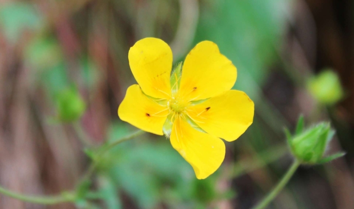 Potentilla grandiflora (L., 1753)
