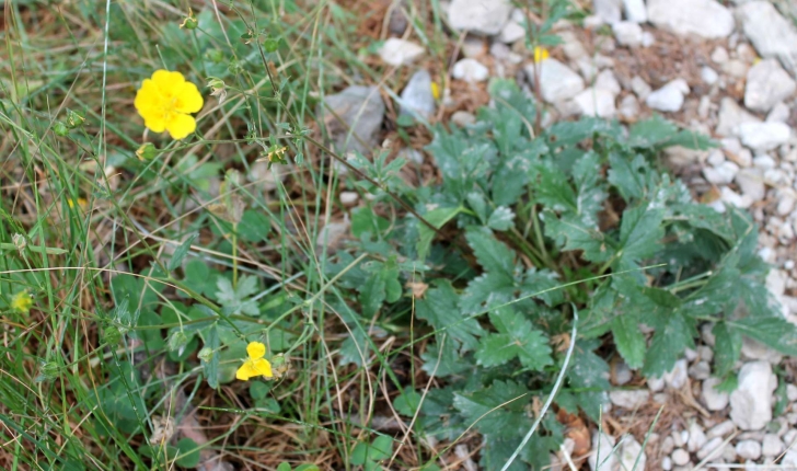 Potentilla grandiflora (L., 1753)