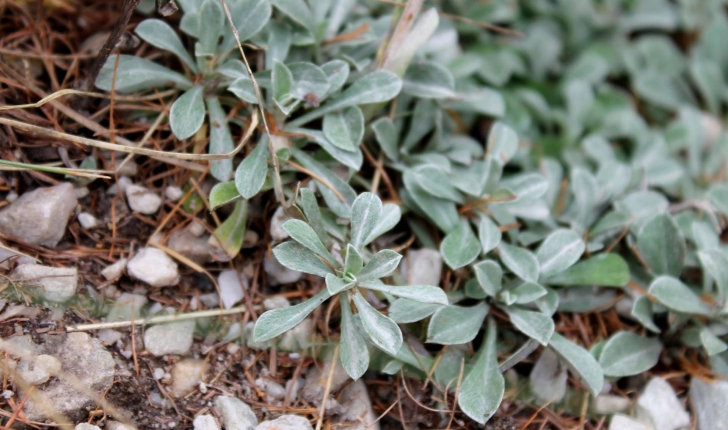 Antennaria dioica ((L.) Gaertn., 1791)