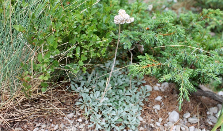 Antennaria dioica ((L.) Gaertn., 1791)