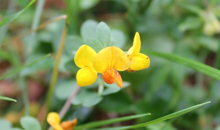 Lotus corniculatus subsp. alpinus ((DC.) Rothm., 1963)
