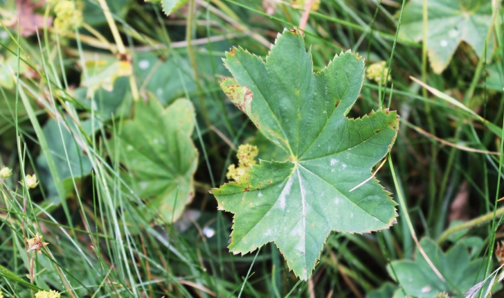 Alchemilla acutiloba (Opiz, 1838)