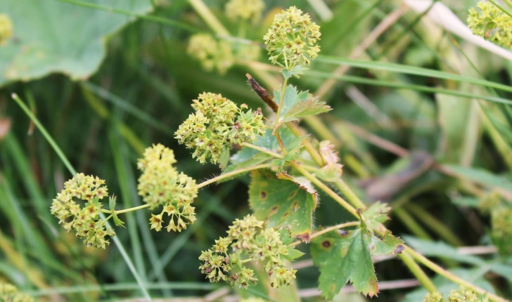 Alchemilla acutiloba (Opiz, 1838)
