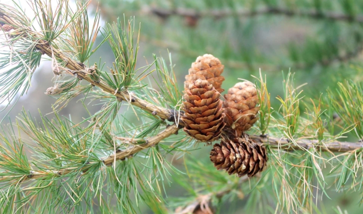 Larix decidua (Miller, 1768)