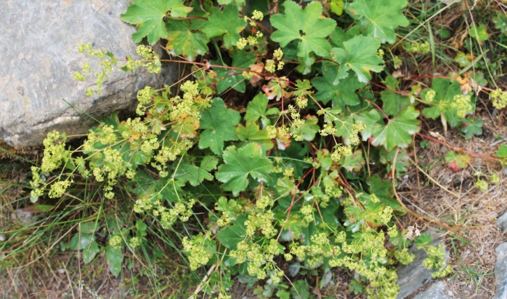 Alchemilla acutiloba (Opiz, 1838)