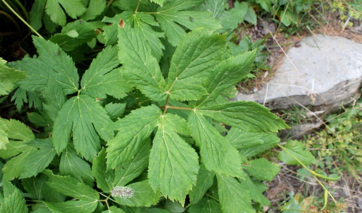 Imperatoria ostruthium (L., 1753)