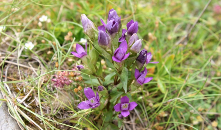 Gentianella campestris ((L.) Börner, 1912)