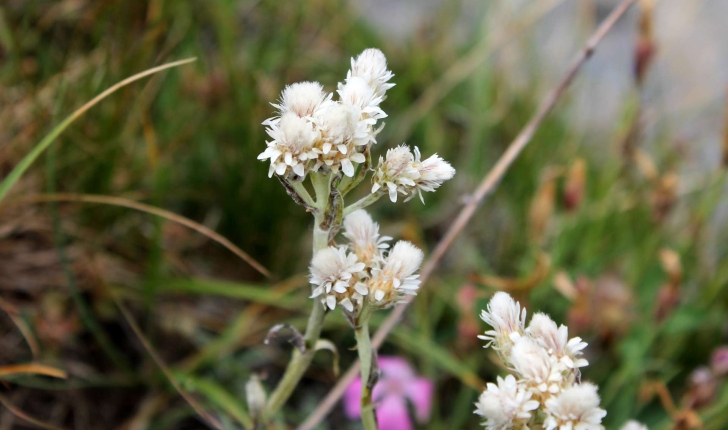 Antennaria dioica ((L.) Gaertn., 1791)