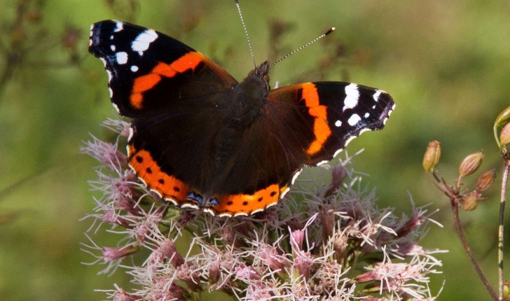 Vanessa atalanta (Linnaeus, 1758)