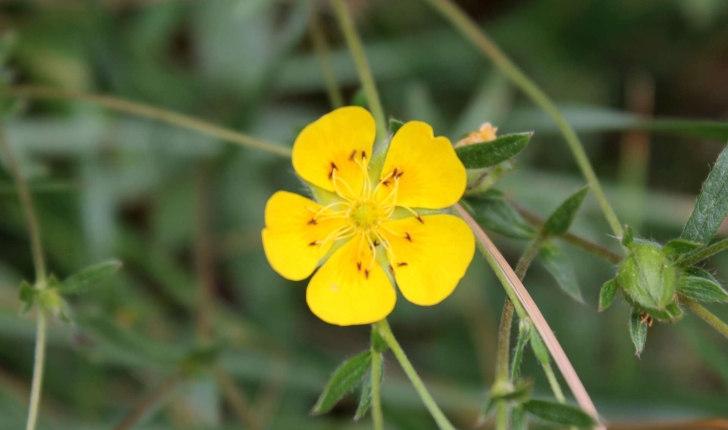Potentilla grandiflora (L., 1753)