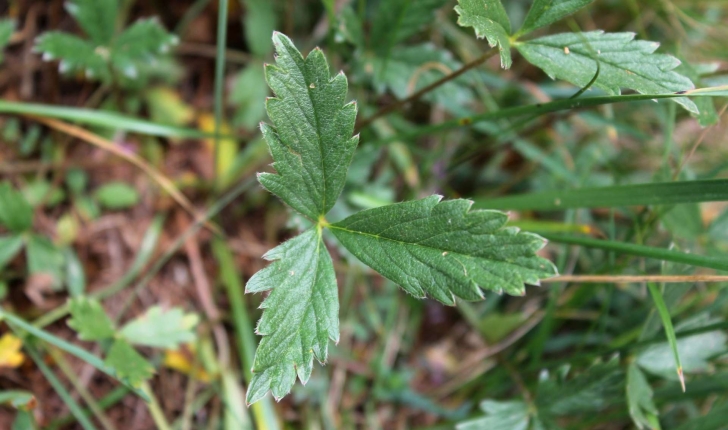 Potentilla grandiflora (L., 1753)