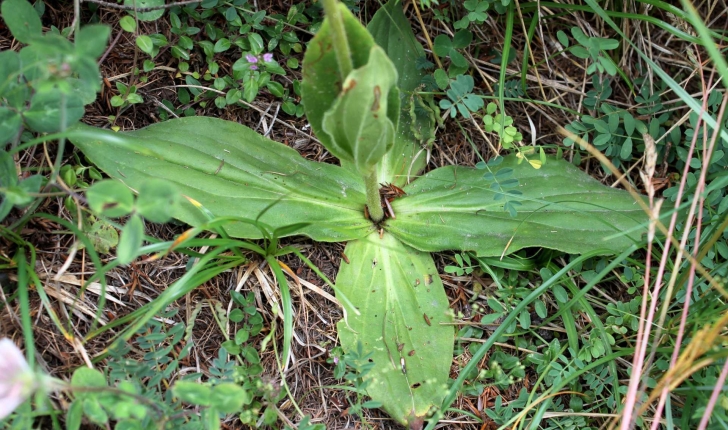 Arnica montana (L., 1753)