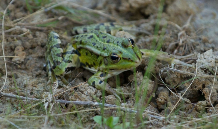Rana kl. esculenta (Linnaeus, 1758)