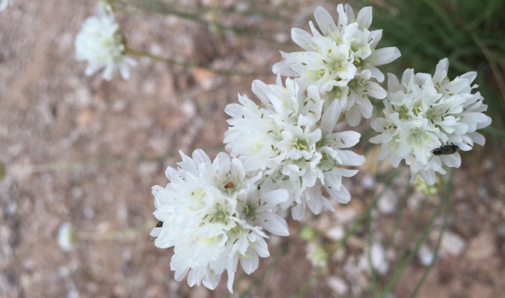 Armeria arenaria subsp. pradetensis (Médail, Baumel & Auda, 2009)