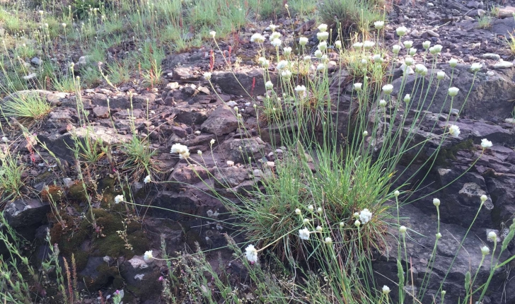 Armeria arenaria subsp. pradetensis (Médail, Baumel & Auda, 2009)