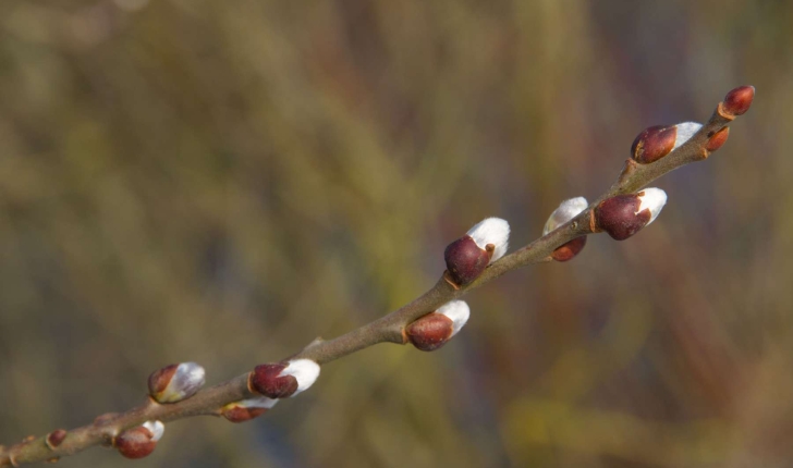 Salix alba (L., 1753)
