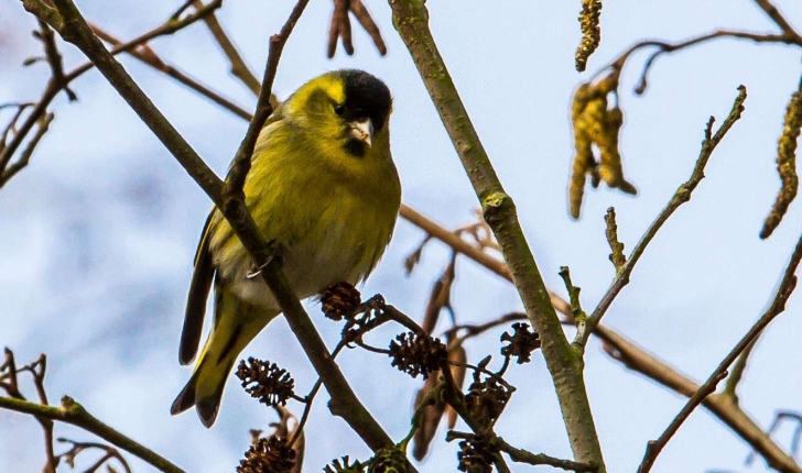 Carduelis spinus (Linnaeus, 1758)