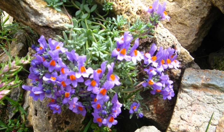 Linaria alpina ((L.) Mill., 1768)