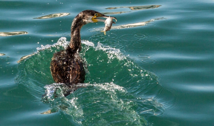 Phalacrocorax carbo (Linné, 1758)