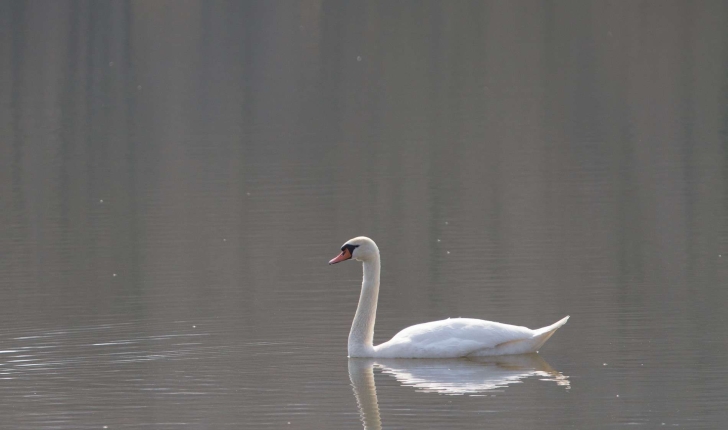 Cygnus olor (Gmelin,JF,1789 )