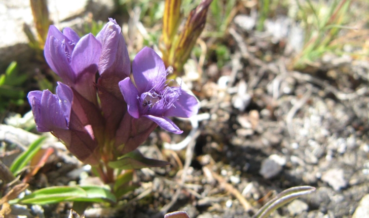 Gentianella campestris ((L.) Börner, 1912)