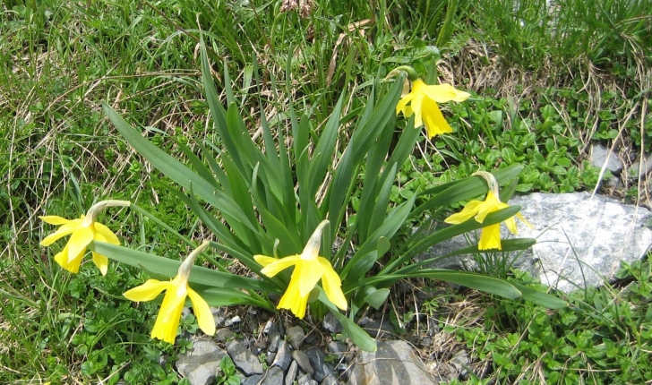 Narcissus pseud-narcissus L.