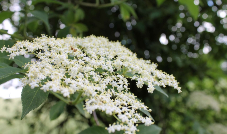 Sambucus nigra L., 1753