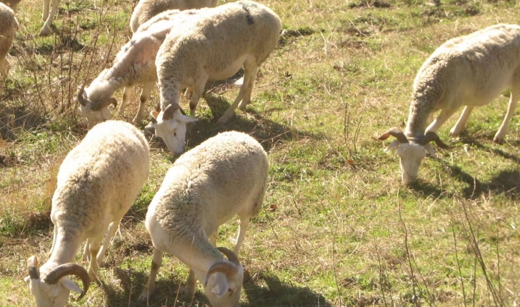 Ovis aries