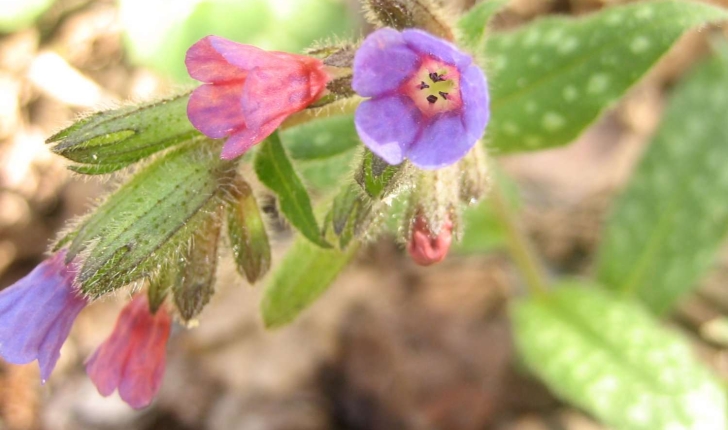 Pulmonaria affinis Jord.