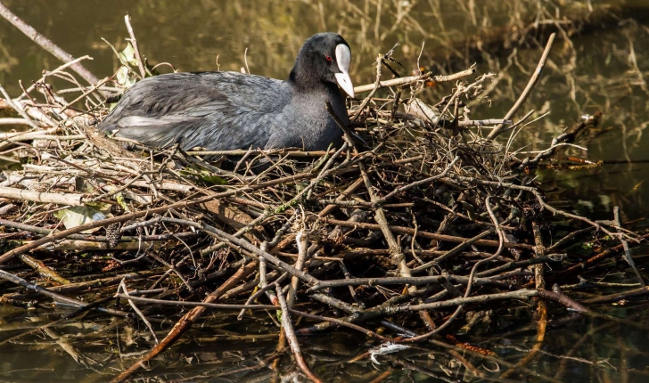 Fulica atra (Linnaeus, 1758)