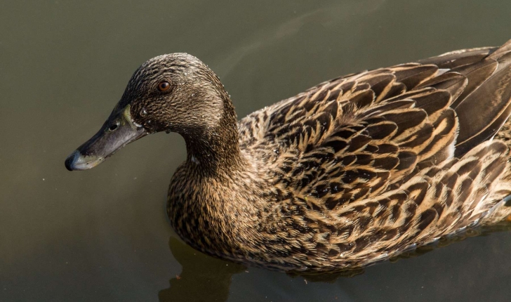 Anas platyrhynchos (Linnaeus, 1758)