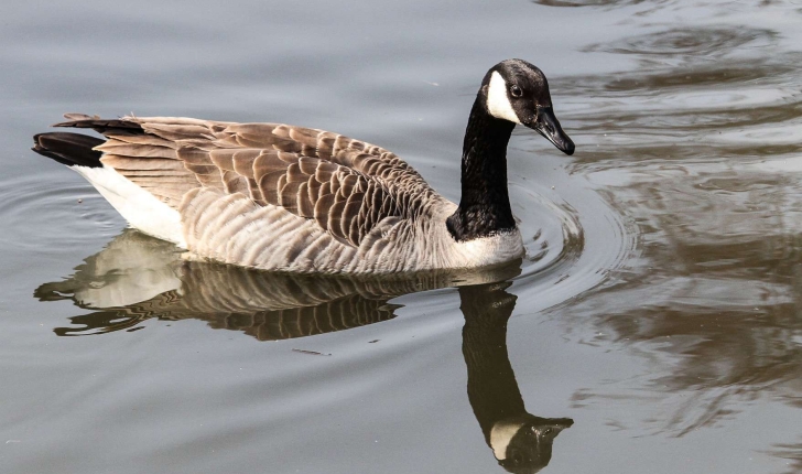 Branta canadensis (Linnaeus, 1758)