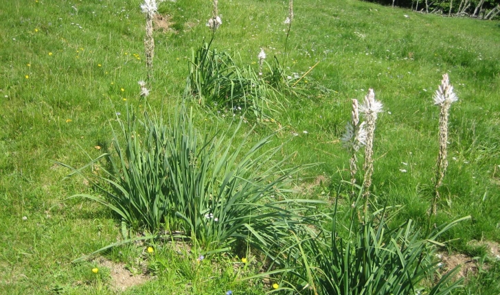 Asphodelus albus Mill.