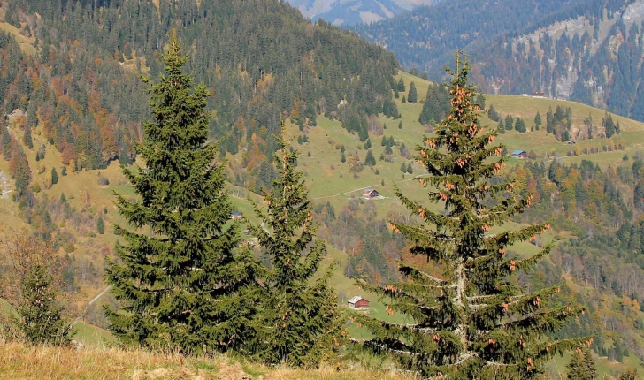 Picea abies ((L.) H.Karst., 1881)
