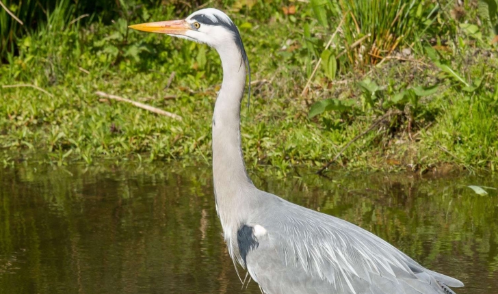 Ardea cinerea (Linnaeus, 1758)