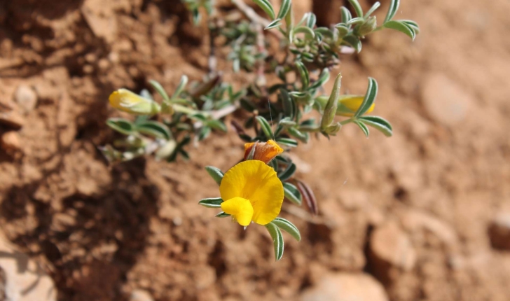 Argyrolobium zanonii (Turra) P.W.Ball, 1968