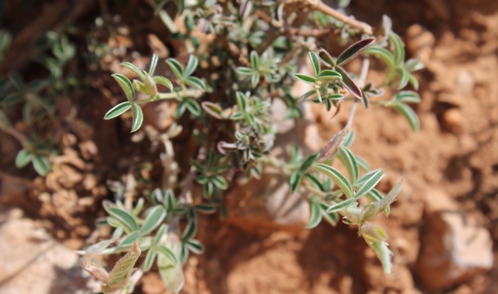 Argyrolobium zanonii (Turra) P.W.Ball, 1968