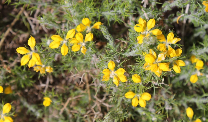 Genista hispanica L., 1753