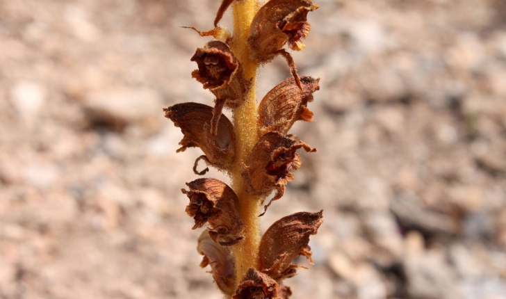 Orobanche gracilis Sm., 1798