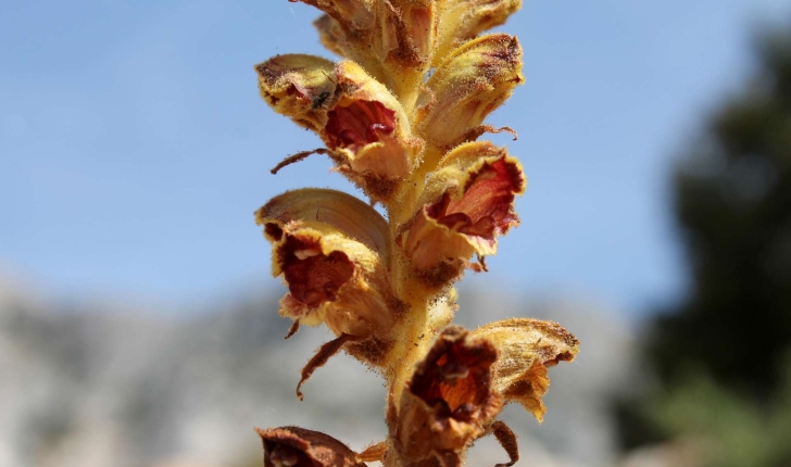 Orobanche gracilis Sm., 1798