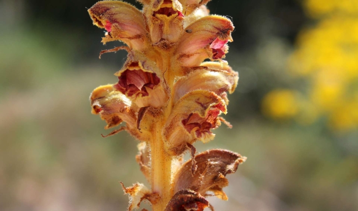 Orobanche gracilis Sm., 1798