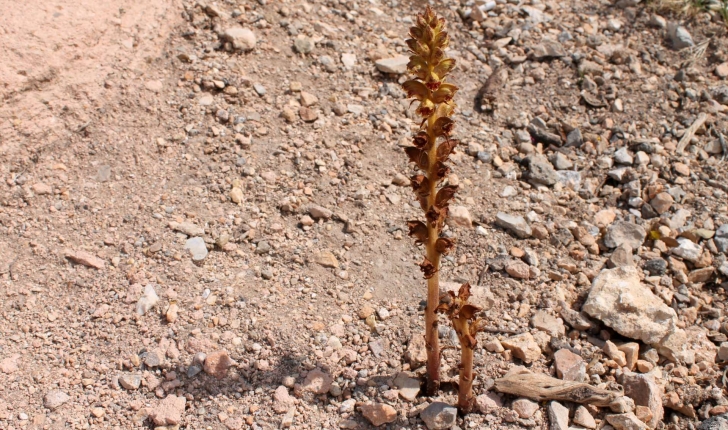 Orobanche gracilis Sm., 1798