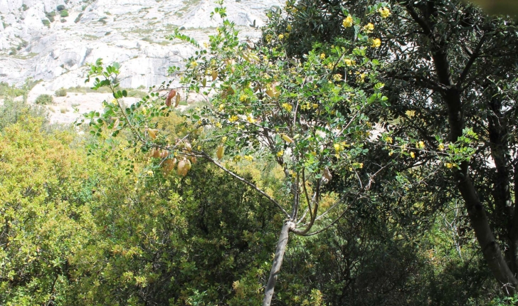 Colutea arborescens (Linné, 1753)