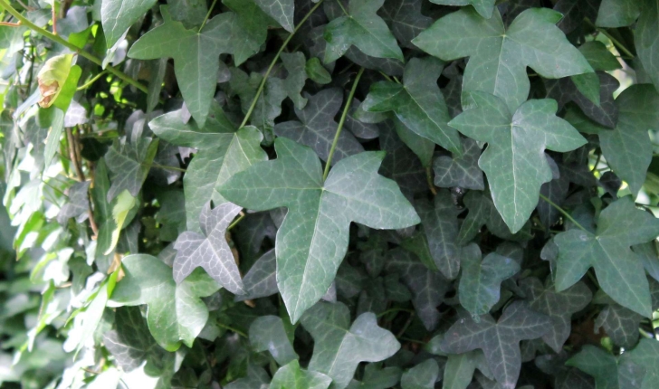 Hedera helix (Linné, 1753)