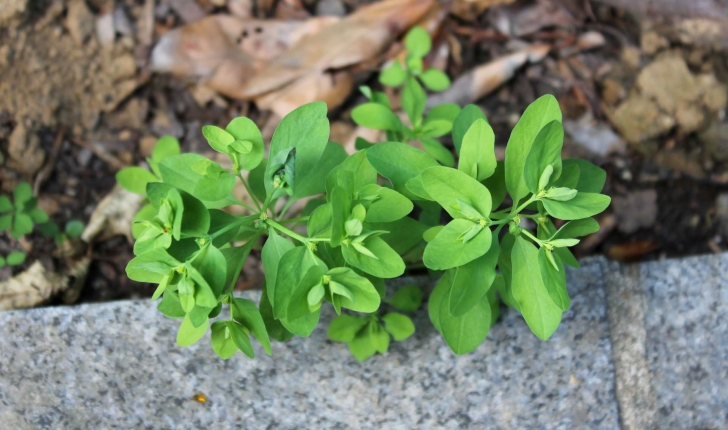 Euphorbia peplus (L., 1753)