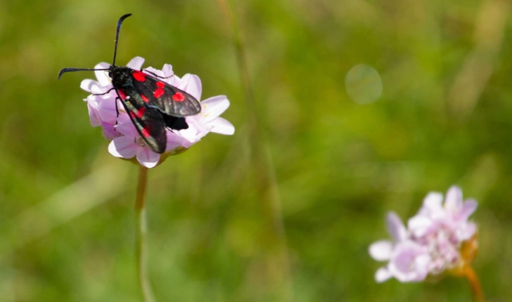 Zygaena sp